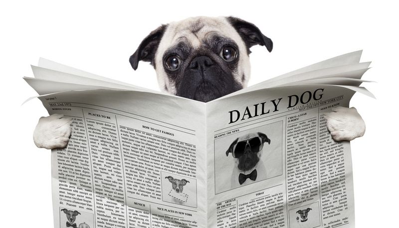 Pug reading newspaper