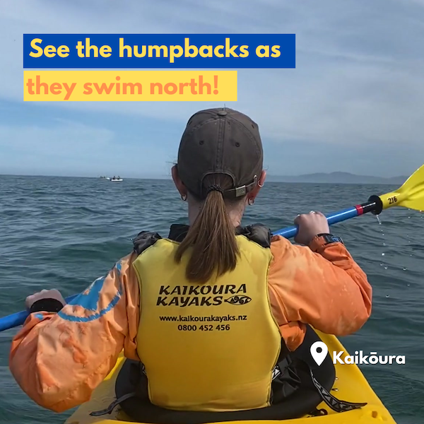 Kaikoura Kayaks winter 2025 campaign