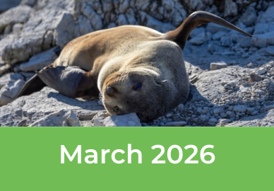 Tomahawk March 2026 Newsletter