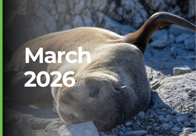 March 2026 tourism marketing newsletter by Tomahawk